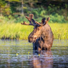 Ein Elchbulle im Algonquin Provincial Park in Ontario