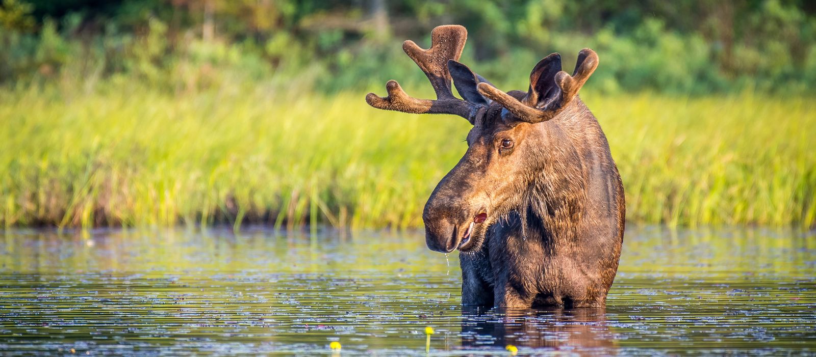 Ein Elchbulle im Algonquin Provincial Park in Ontario