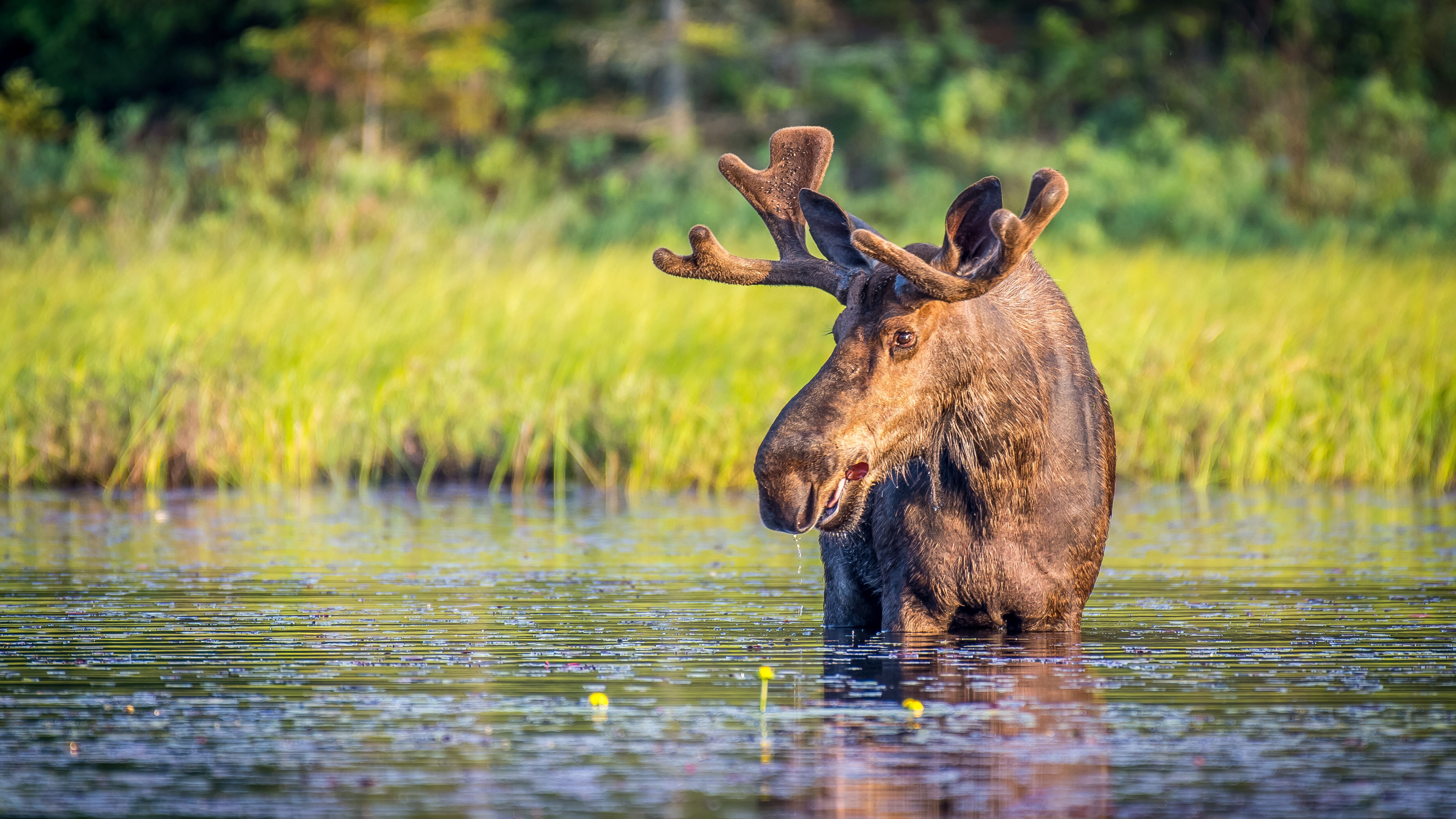 Ein Elchbulle im Algonquin Provincial Park in Ontario