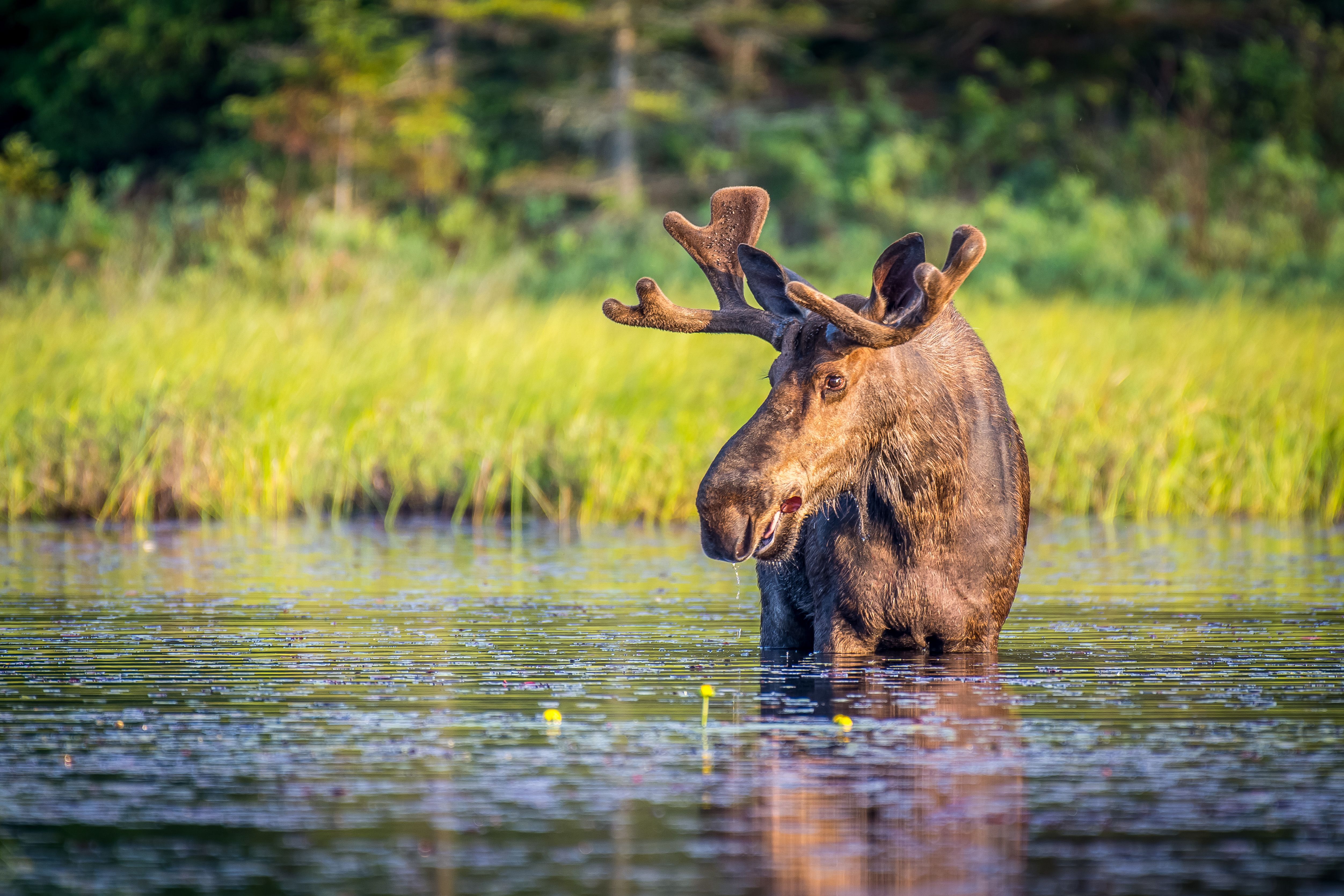 Ein Elchbulle im Algonquin Provincial Park in Ontario