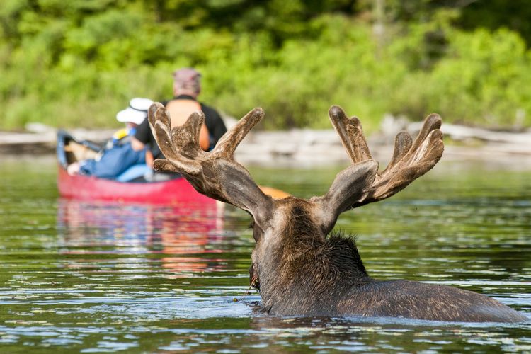 Ein Elch Ã¼berquert einen Fluss im Algonquin Provincial Park in Ontario, Kanada
