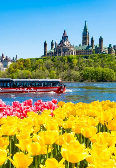 Ein Meer aus Tulpen vor dem Kanadischen Parlament