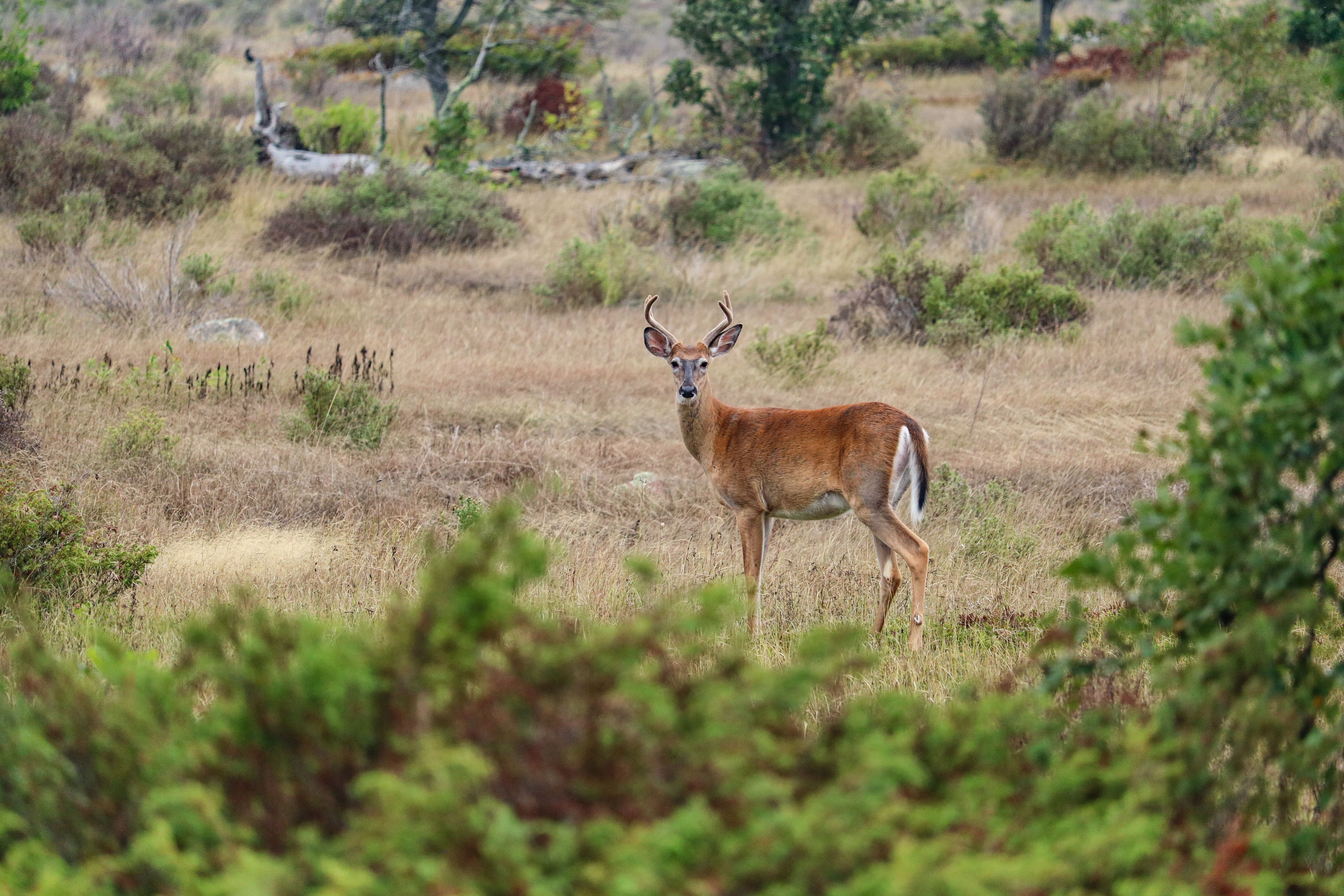 Ein Reh auf Manitoulin Island in der kanadischen Provinz Ontario
