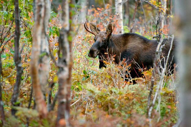 Ein Elch im Wald Quebecs Ein Elch im Wald Quebecs
