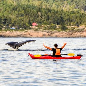 Walbeobachtung beim Kajakfahren in Manicouagan, Québec