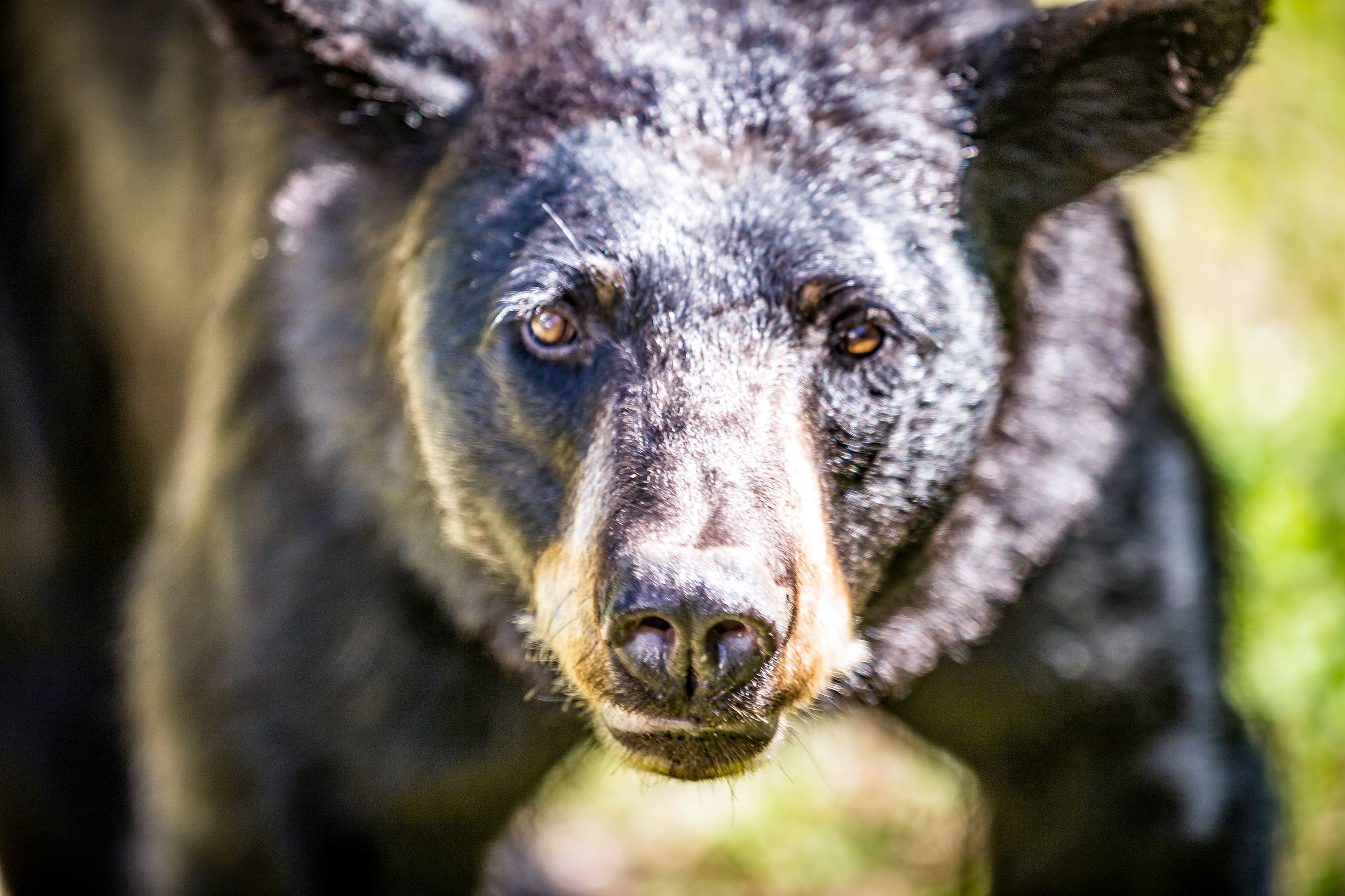 Ein Schwarzbär im Parc national du Mont-Tremblant in Kanada