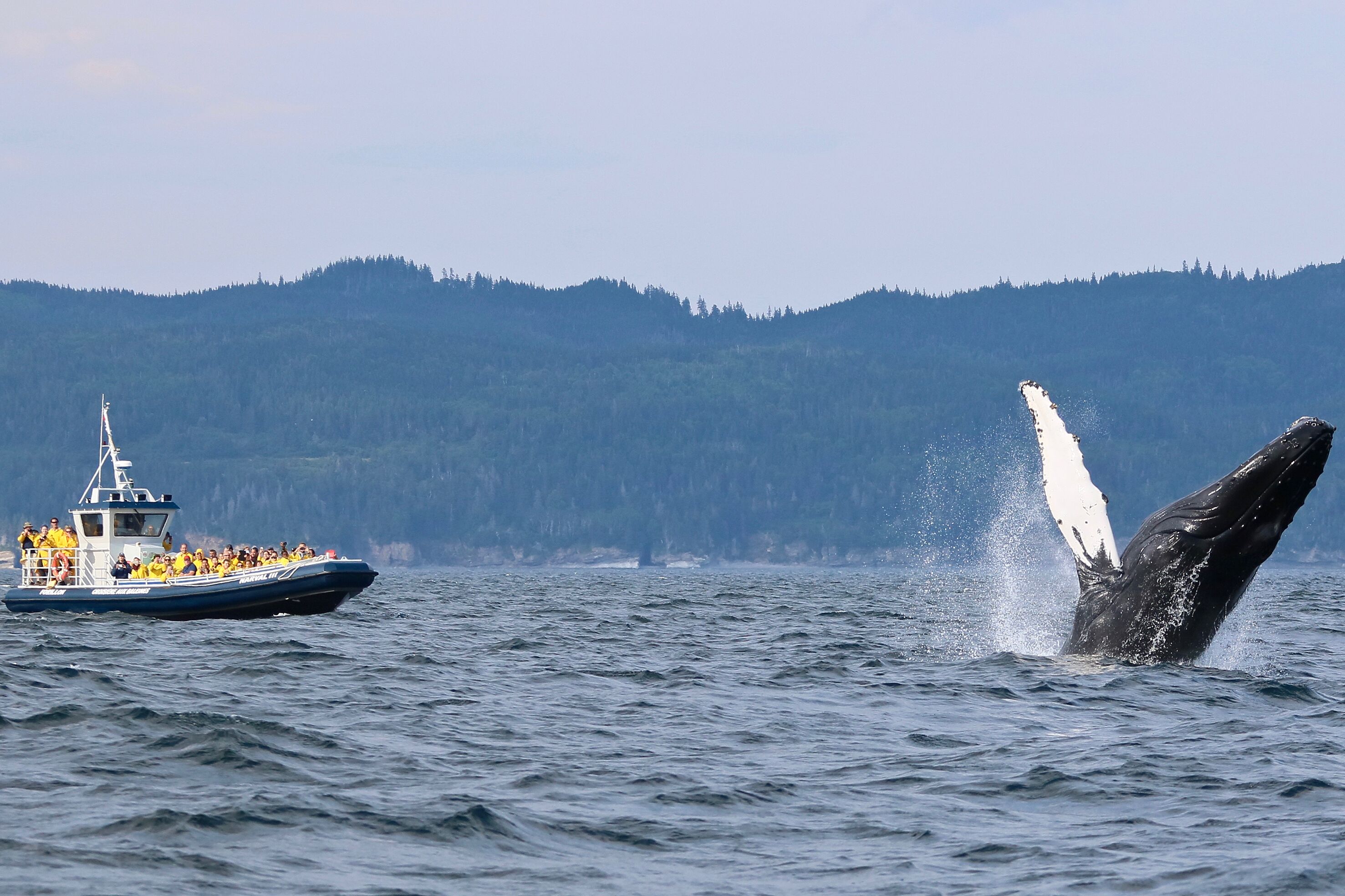 Walbeobachtung mit Forillon Whale Watching Cruise im Forillon Nationalpark, Quebec