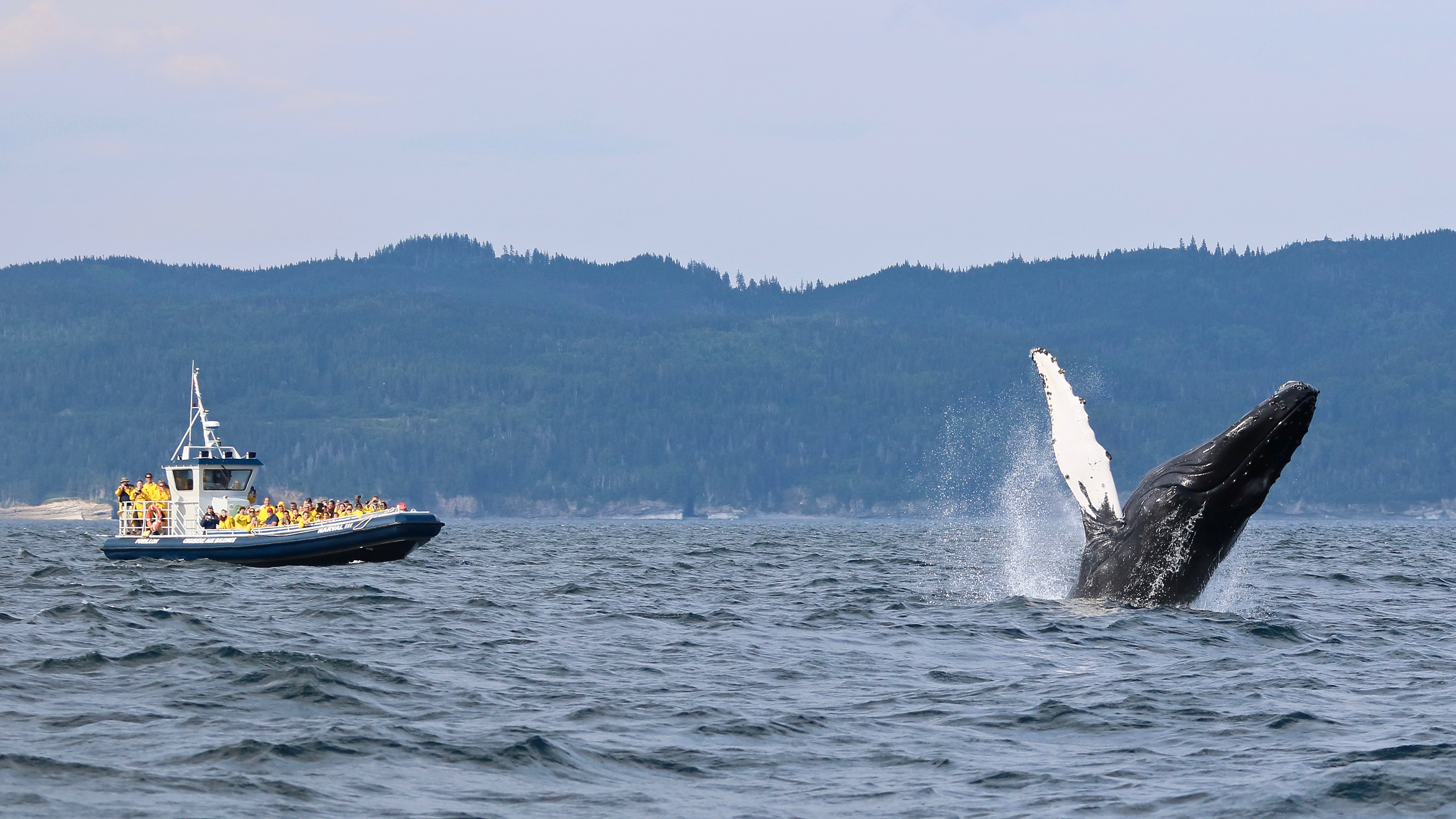 Walbeobachtung mit Forillon Whale Watching Cruise im Forillon Nationalpark, Quebec