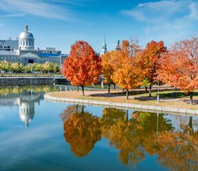 Herbstliche Bäume vor dem Bonsecours-Markt in Montreal Herbstliche Bäume vor dem Bonsecours-Markt in Montreal