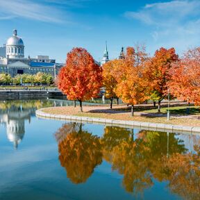 Herbstliche Bäume vor dem Bonsecours-Markt in Montreal Herbstliche Bäume vor dem Bonsecours-Markt in Montreal