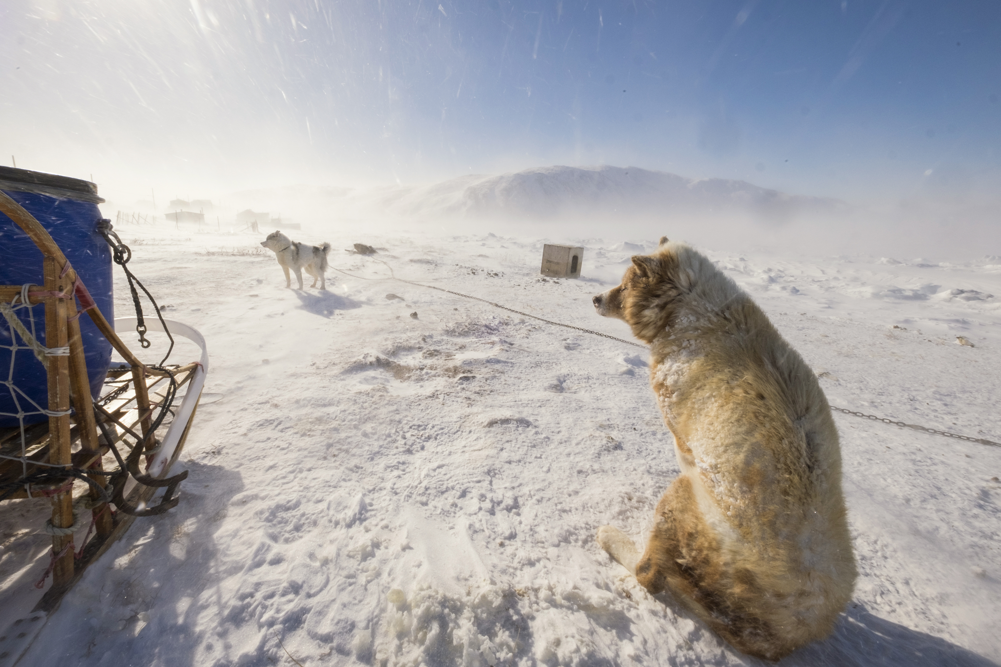 Schlittenhunde stemmen sich gegen den Schnee in der Region Nunavik in Quebéc