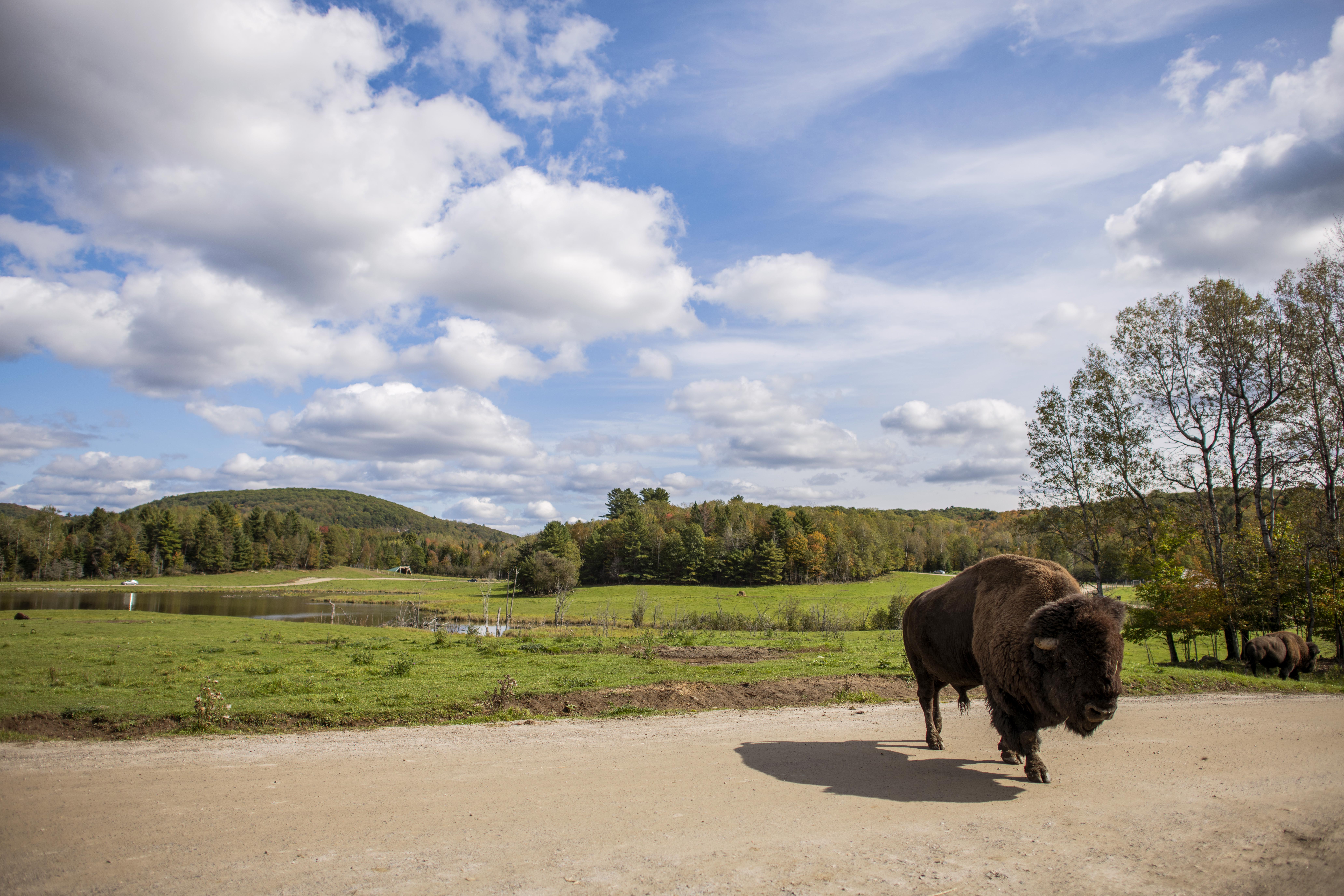 Ein Bison im Park Omega in Quebec