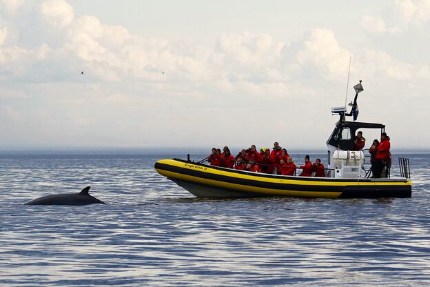 Sichtung eines Zwergwales bei einer Walbeobachtungstour auf dem Sankt-Lorenz-Strom in Québec Sichtung eines Zwergwales bei einer Walbeobachtungstour auf dem Sankt-Lorenz-Strom in Québec