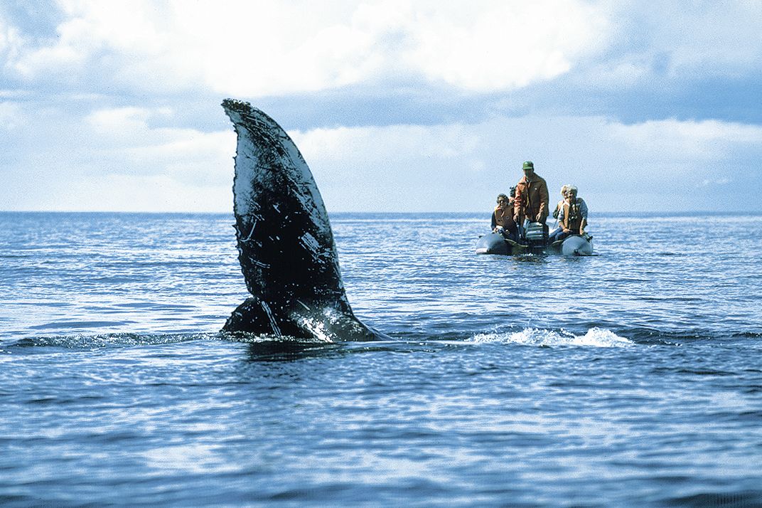 Whale Watching in Tadoussac