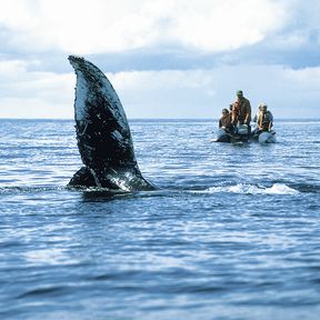 Whale Watching in Tadoussac