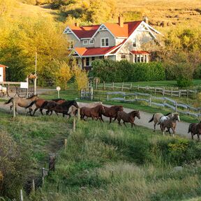 Pferde der Historic Reesor Ranch in Maple Creek der kanadischen Provinz Saskatchewan