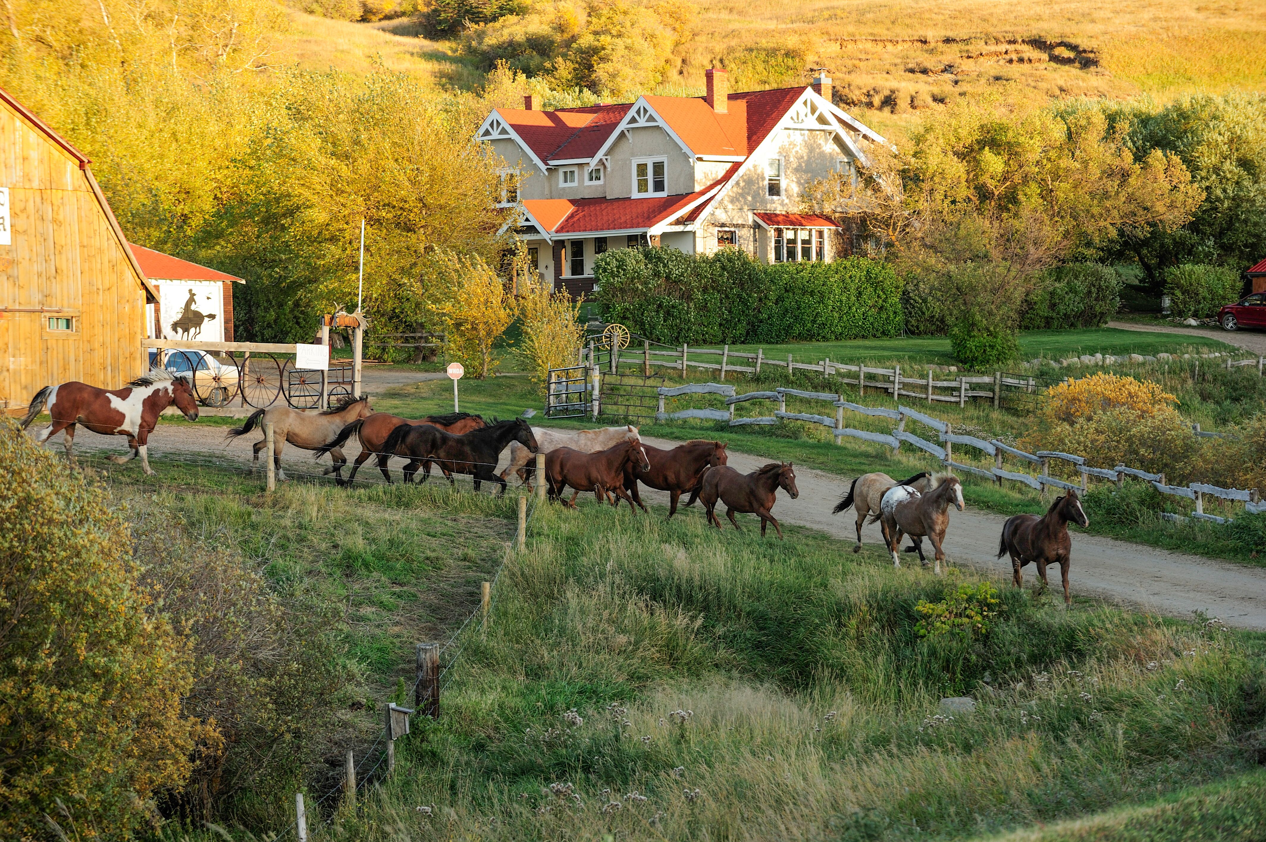 Pferde der Historic Reesor Ranch in Maple Creek der kanadischen Provinz Saskatchewan