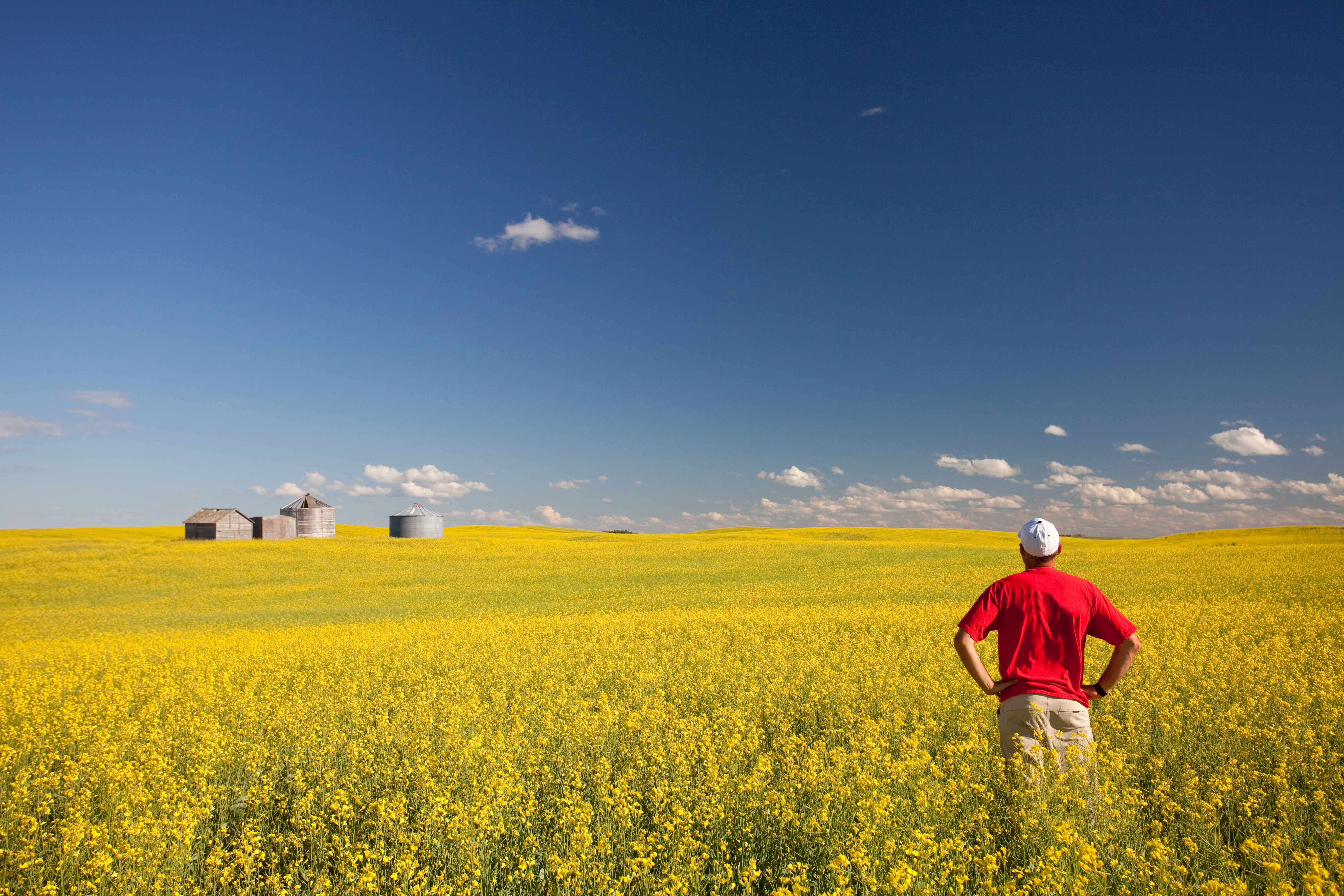 Ein Rapsfeld in den Weiten der Prärie von Saskatchewan