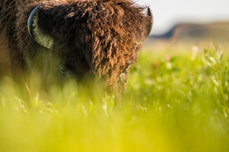 Ein Bison im Grasslands Nationalpark, Saskatchewan