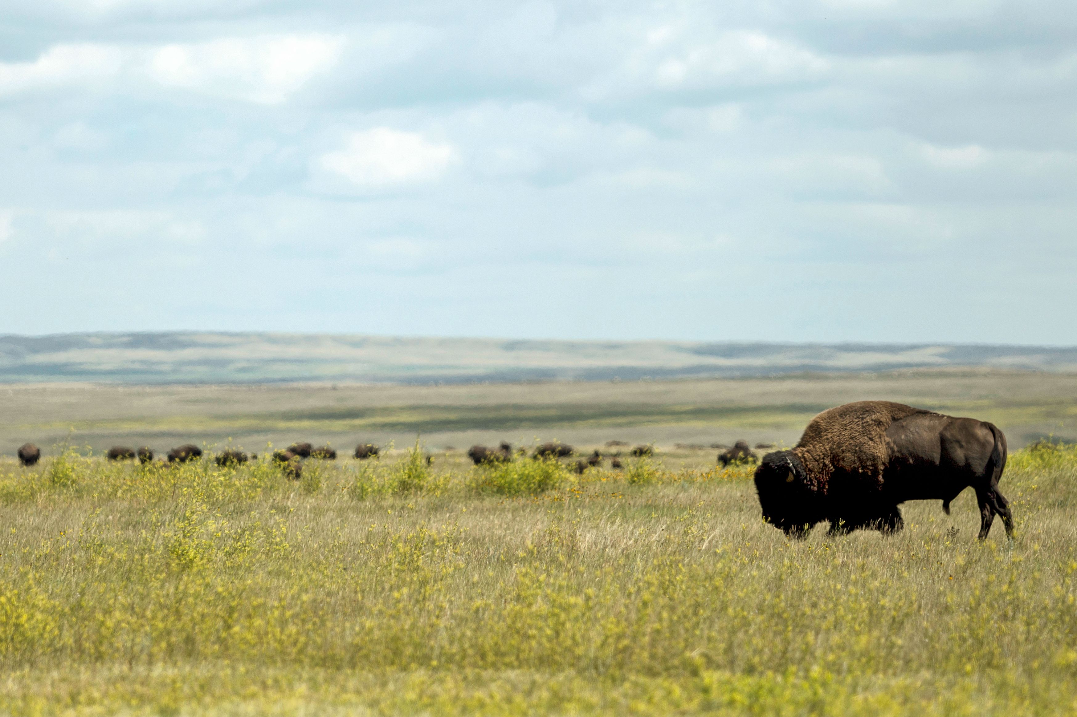 Eine Bison-Herde im Grasslands-Nationalpark in Saskatchewan
