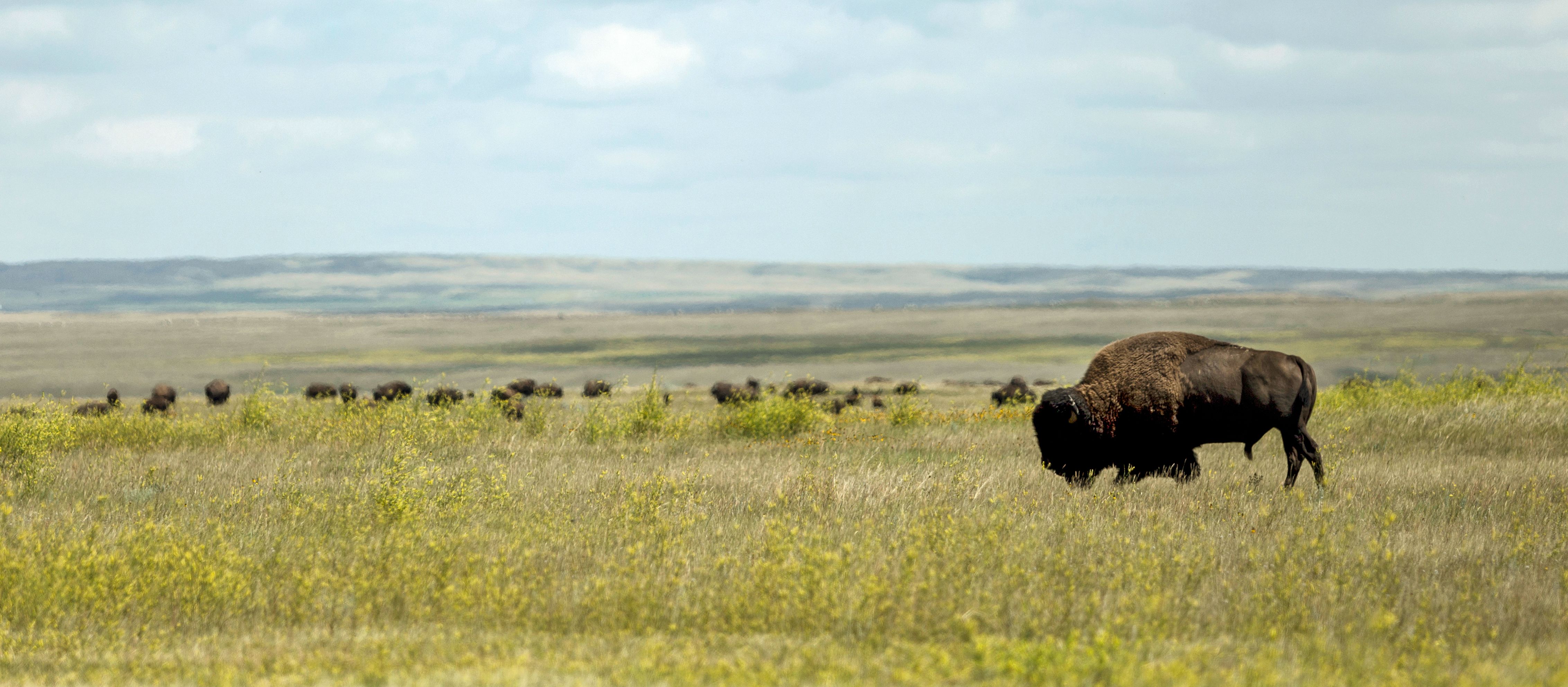 Eine Bison-Herde im Grasslands-Nationalpark in Saskatchewan