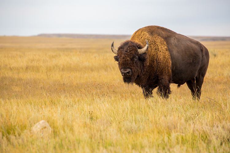 Ein Bison in der Prärie des Grasslands National Parks in Saskatchewan
