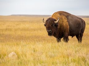 Ein Bison in der Prärie des Grasslands National Parks in Saskatchewan
