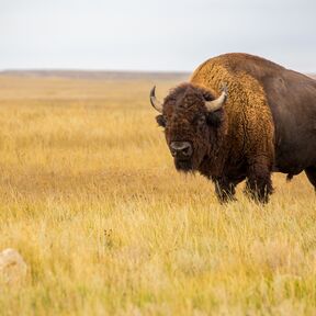 Ein Bison in der Prärie des Grasslands National Parks in Saskatchewan