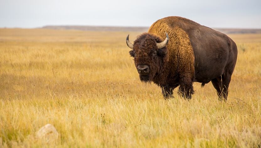 Ein Bison in der Prärie des Grasslands National Parks in Saskatchewan Ein Bison in der Prärie des Grasslands National Parks in Saskatchewan