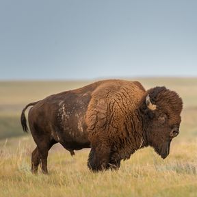 Ein stolzer Bison im Grasslands Nationalpark