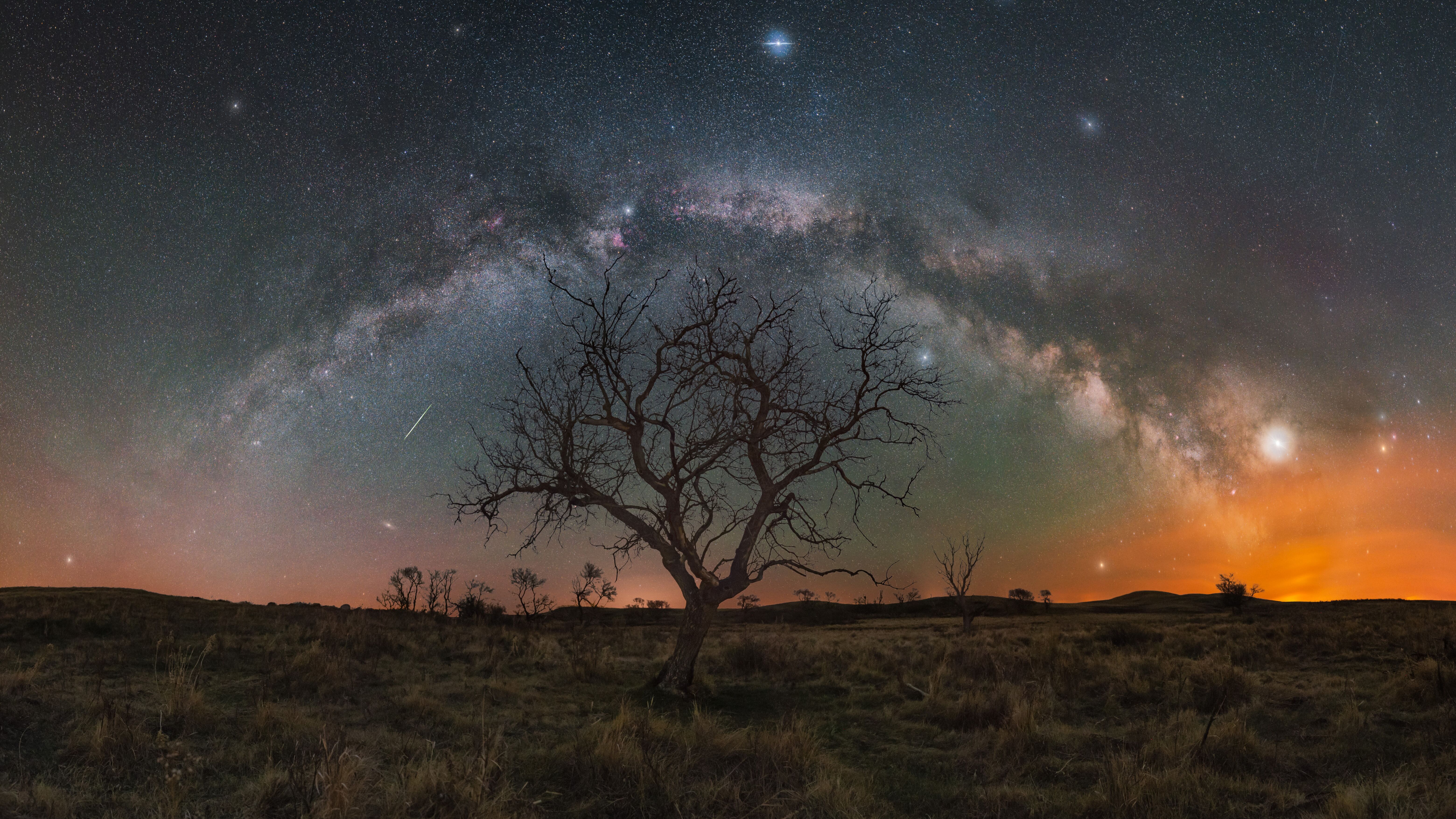 Ein Baum vor dem gigantischen Sternenhimmel im Grasslands National Park