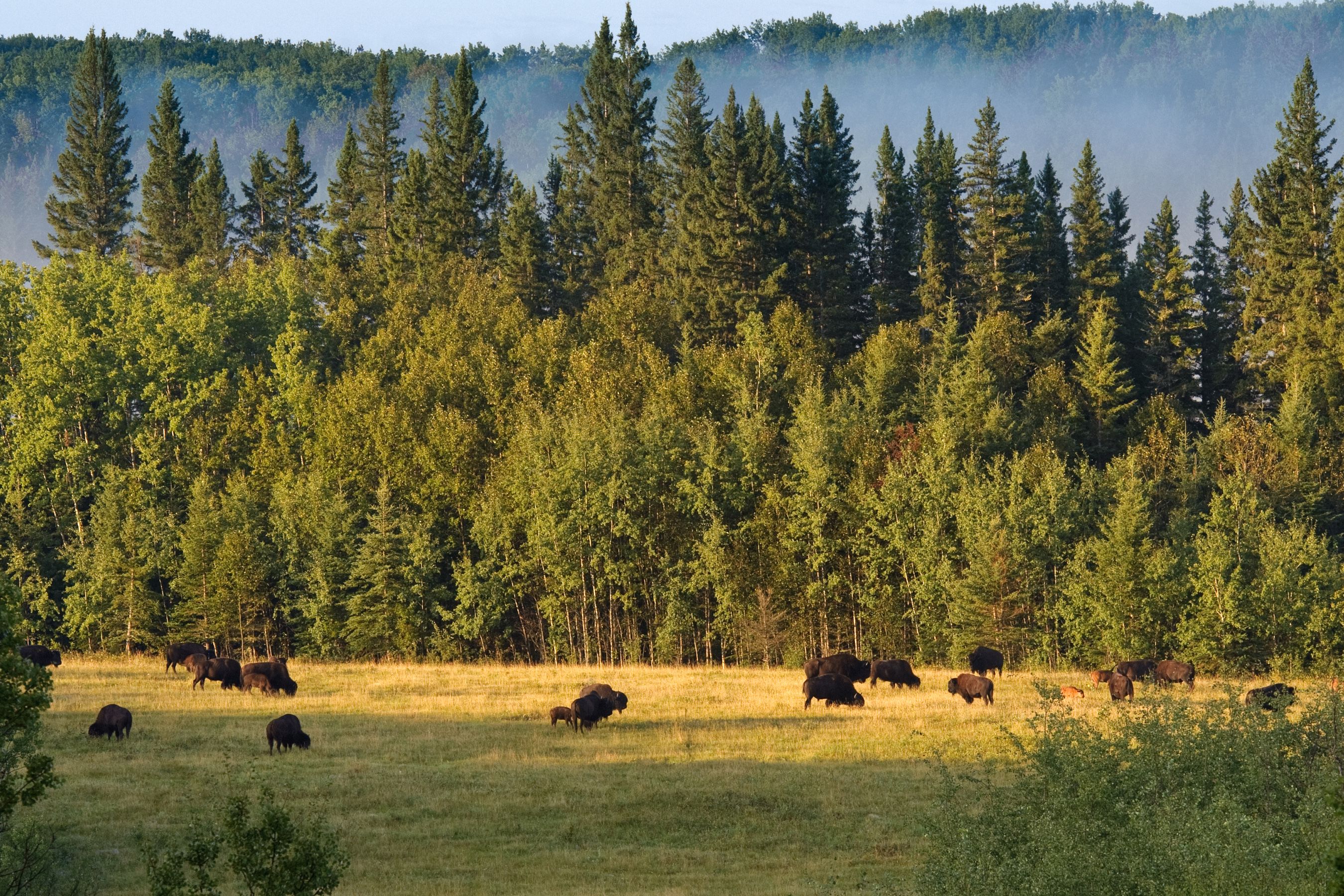 Präriebisons im Prince Albert National Park