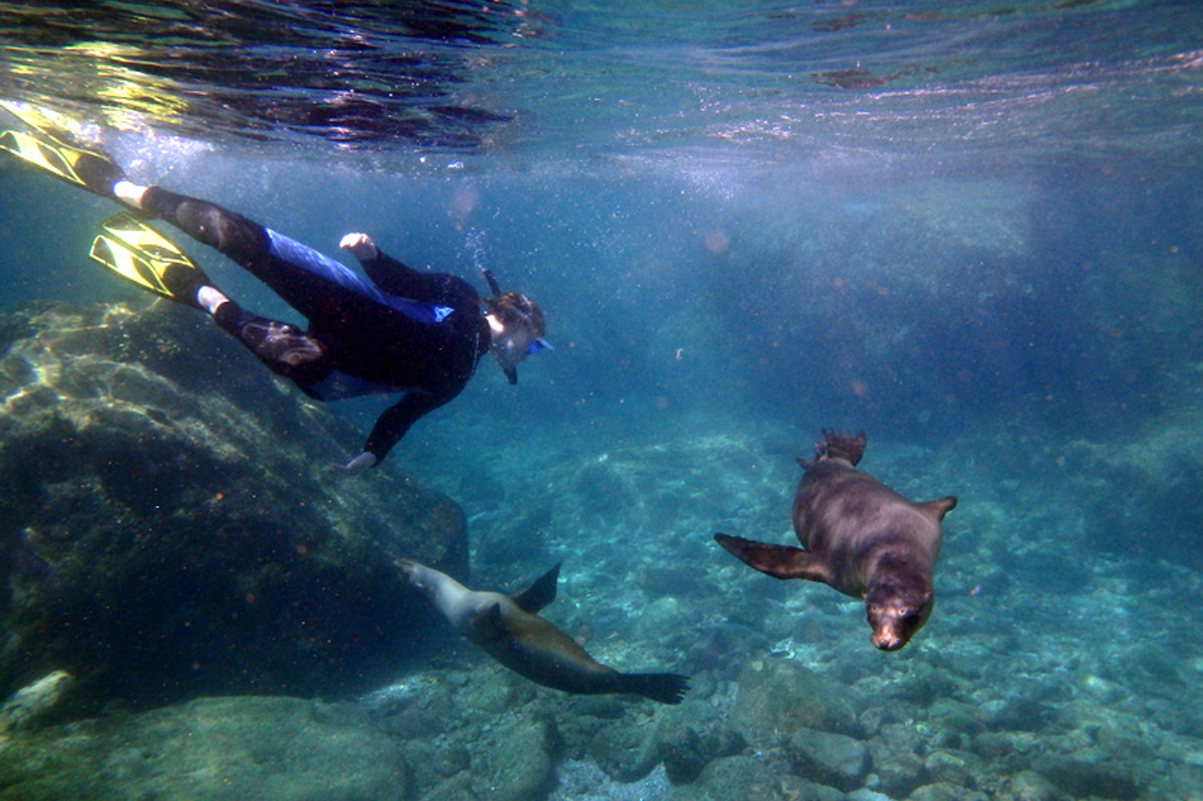 Schnorcheln mit SeelÃ¶wen auf einer Keuzfahrt mit Un-Cruise Adventures in Mexico