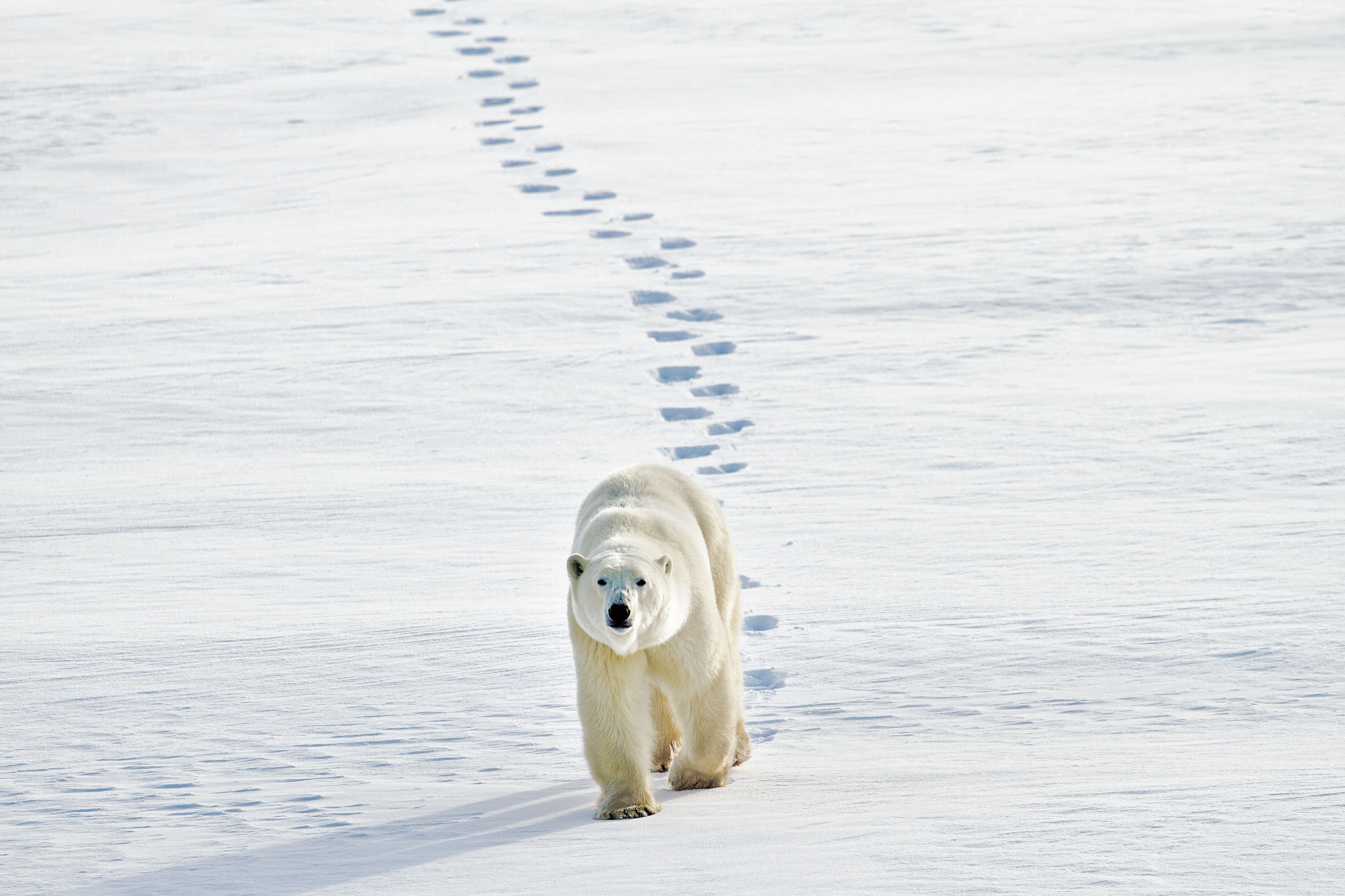 Ein Eisbär in freier Wildbahn