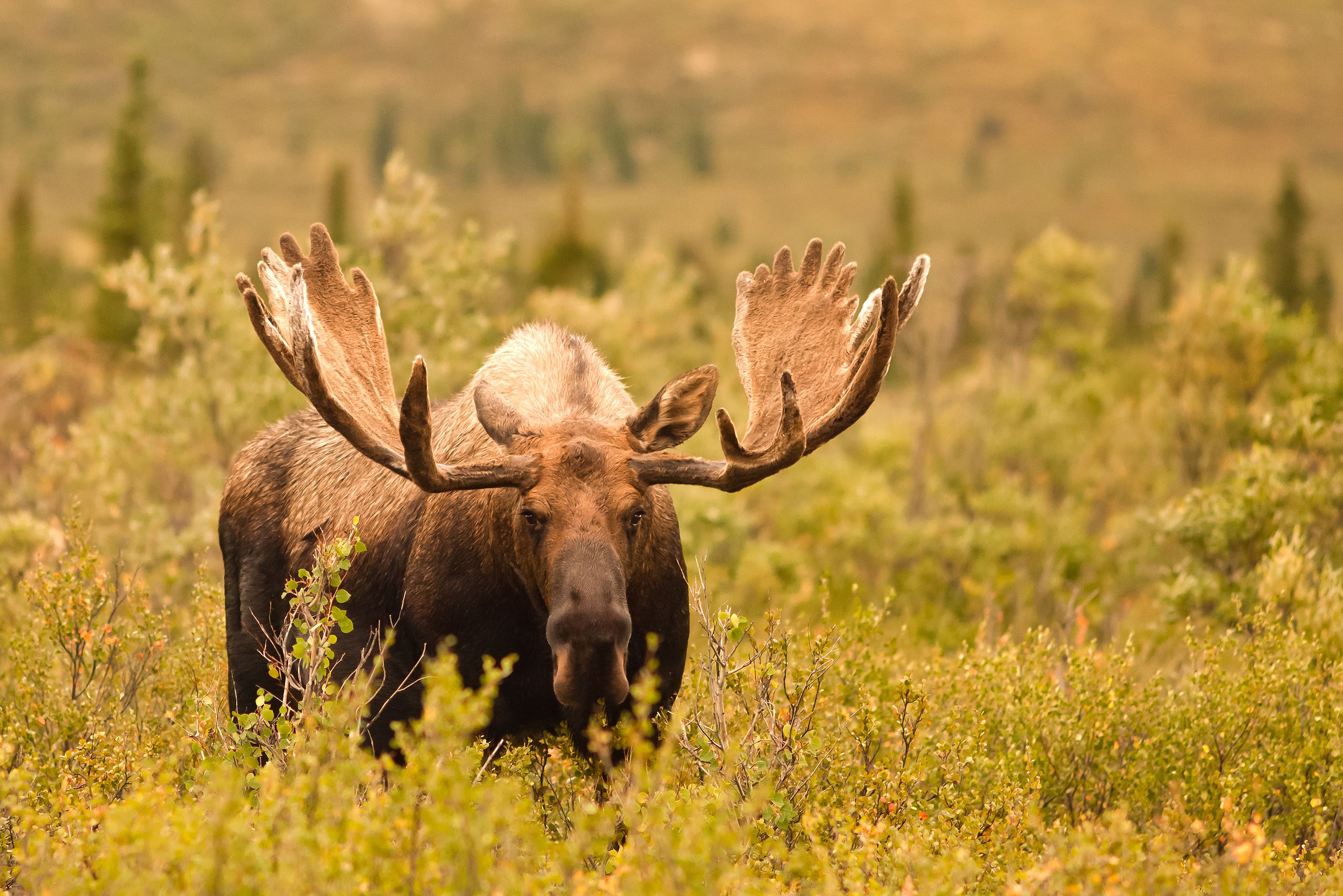 Ein Elch im Katmai Nationalpark