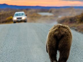 Grizzlybär läuft auf einer Straße im Denali National Park einem Auto entgegen