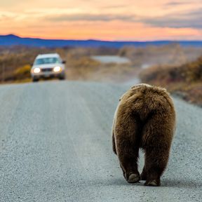 Ein Grizzlybär läuft auf einer Straße des Denali-Nationalparks einem Auto entgegen