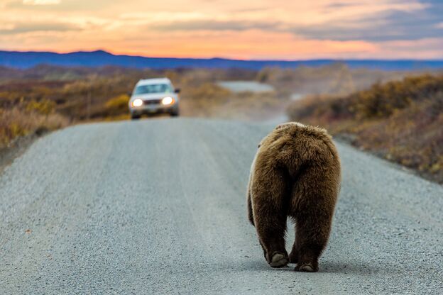 Ein Grizzlybär läuft auf einer Straße des Denali-Nationalparks einem Auto entgegen