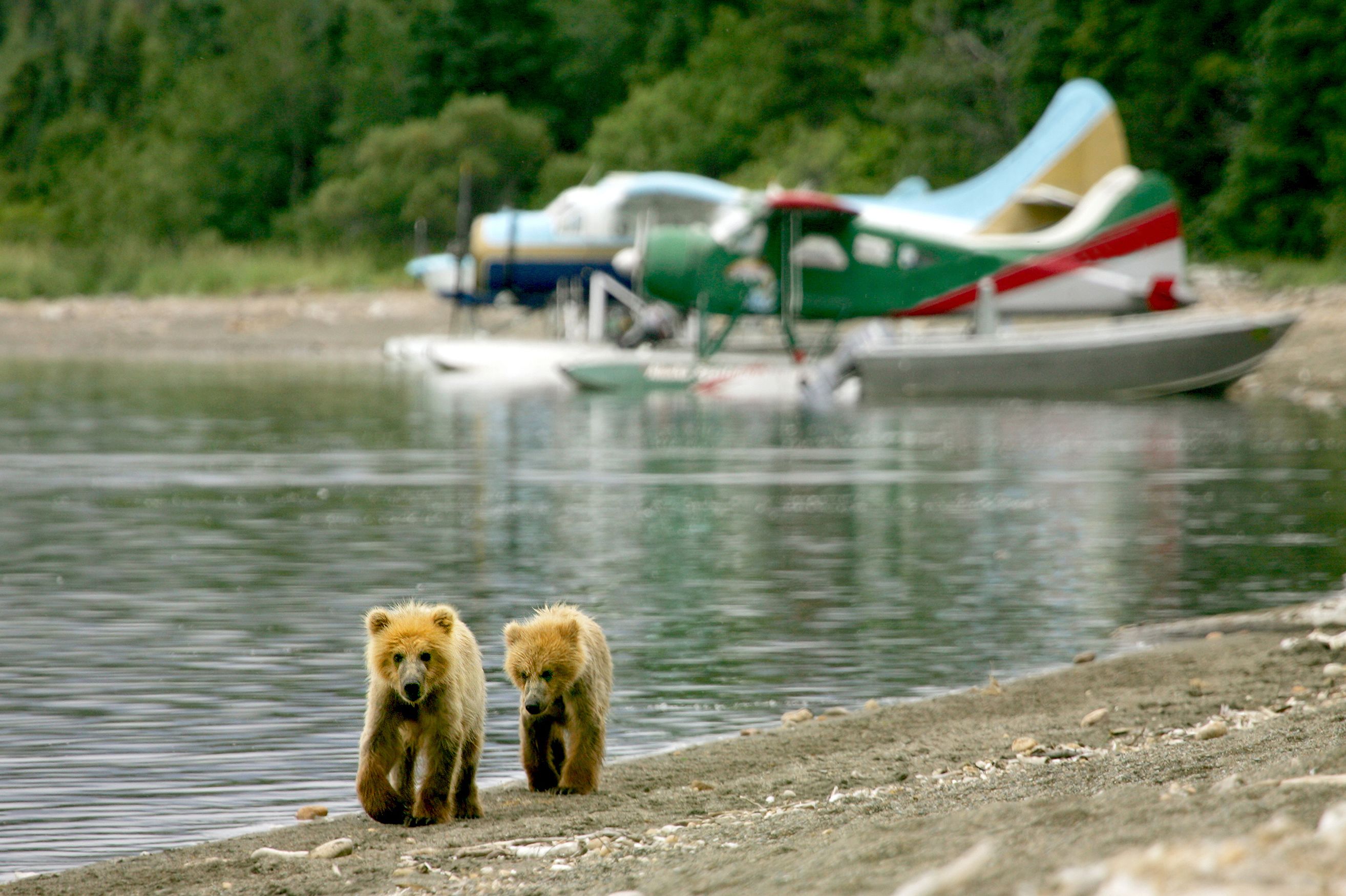 Zwei junge GrizzlybÃ¤ren am See