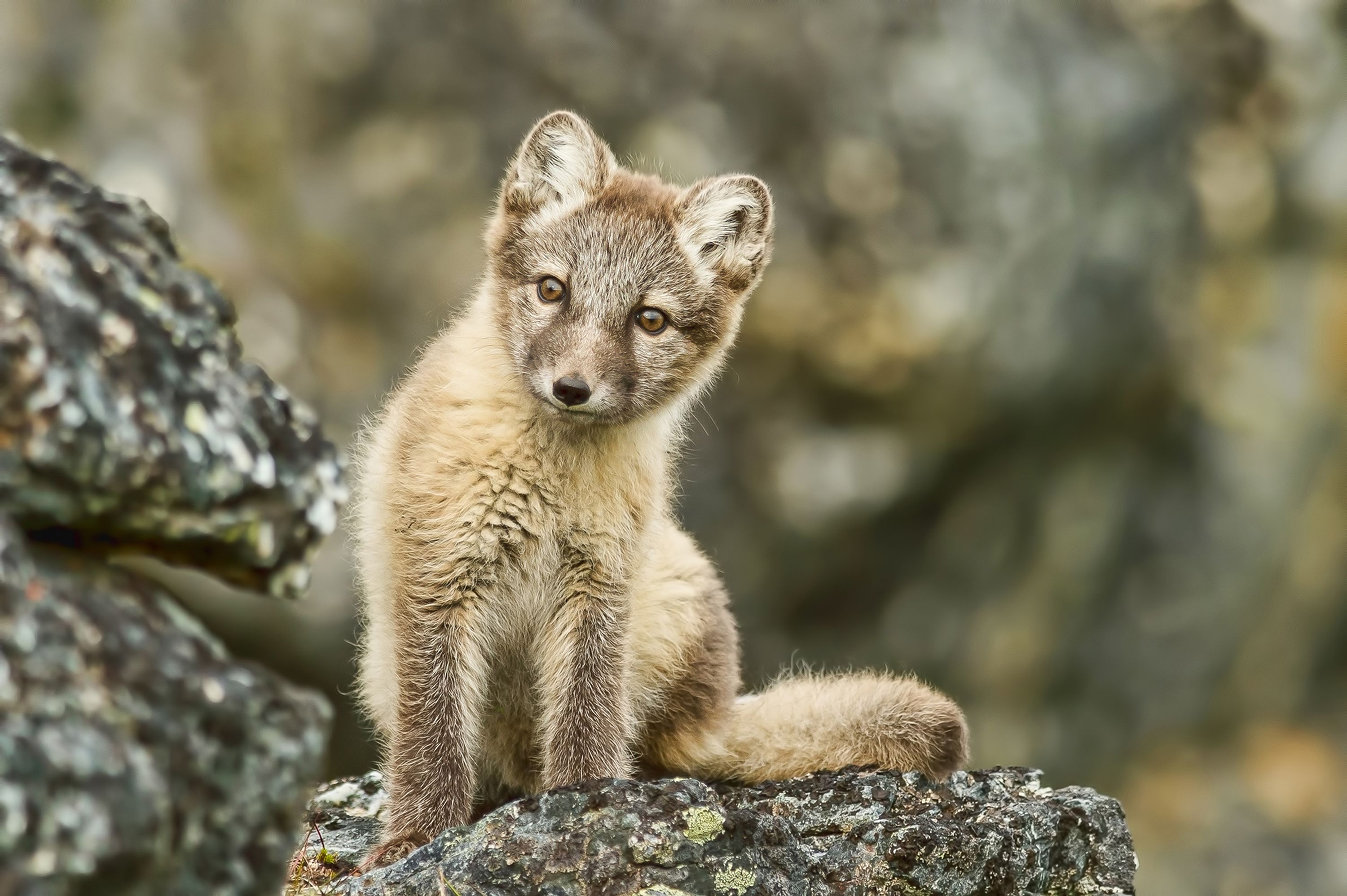 Ein junger Polarfuchs