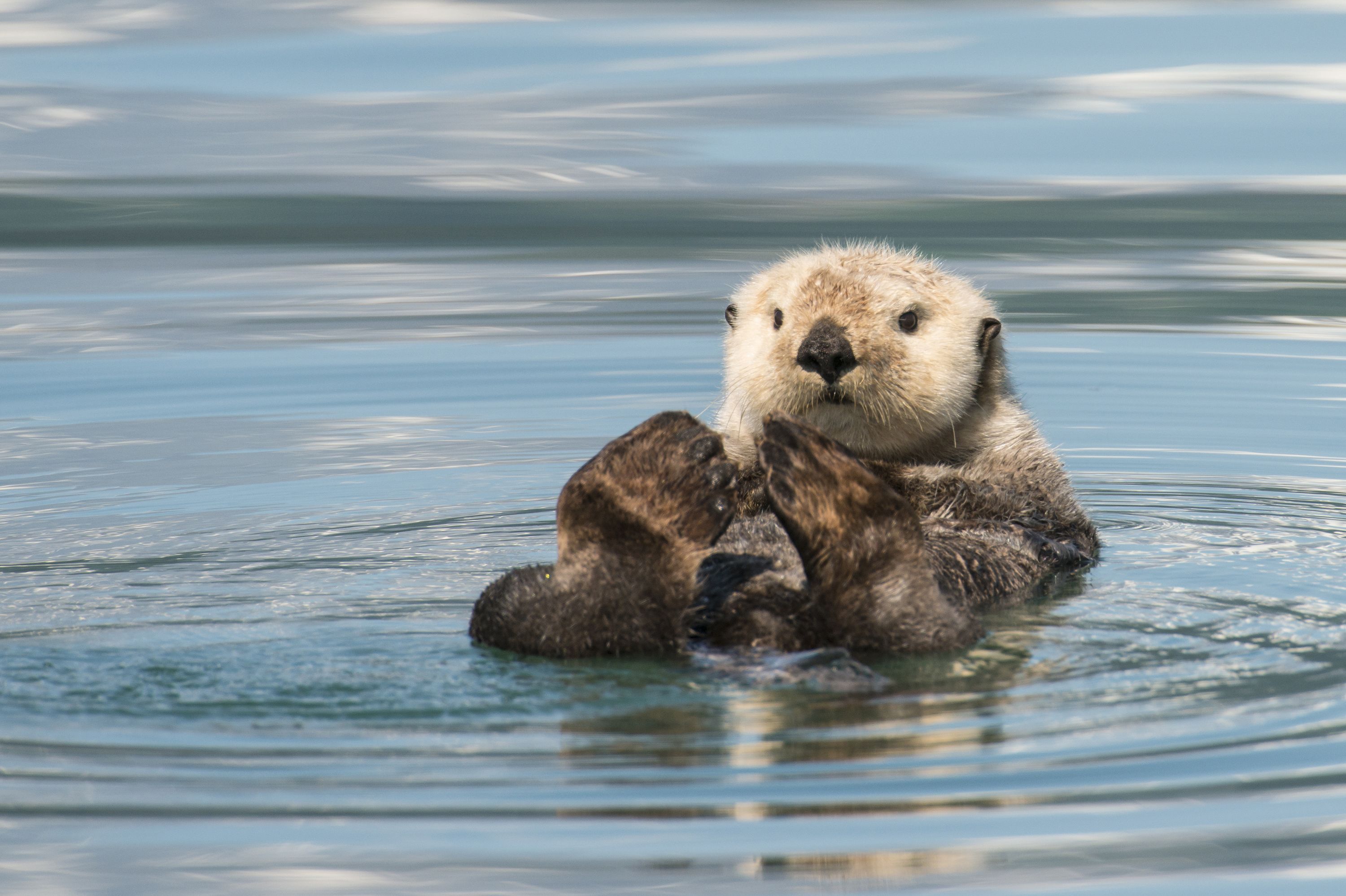 Seeotter schwimmt im Wasser