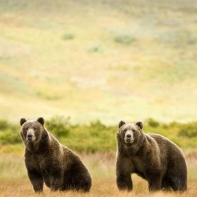 Zwei GrizzlybÃ¤ren in der Wildnis