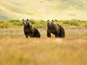 Zwei GrizzlybÃ¤ren in der Wildnis