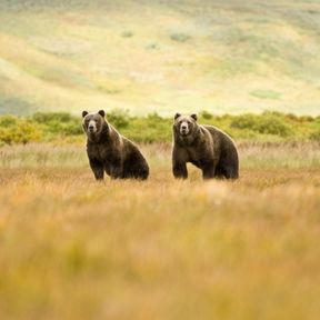 Zwei GrizzlybÃ¤ren in der Wildnis