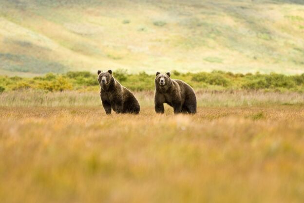 Zwei Grizzlybären in der Wildnis Zwei Grizzlybären in der Wildnis