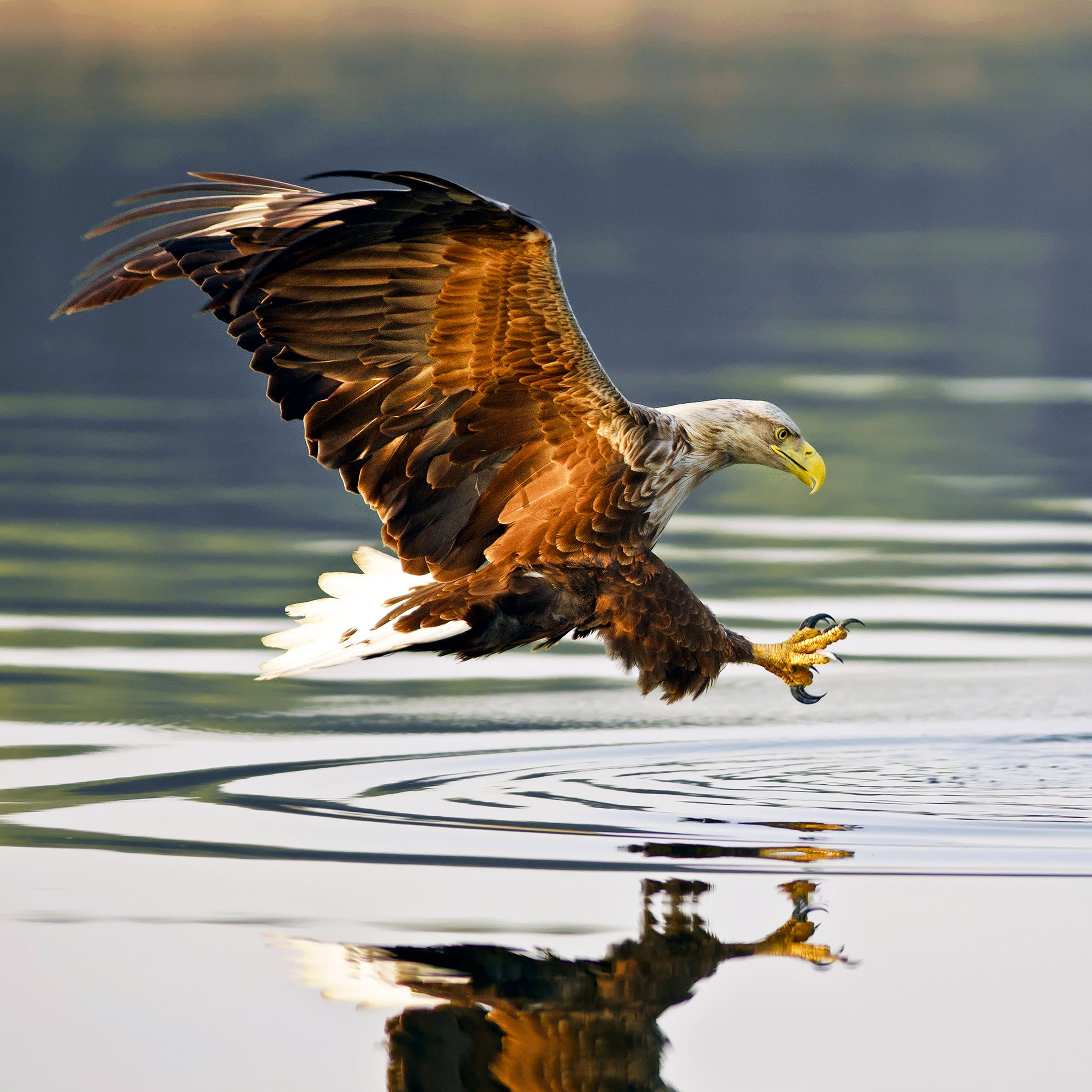 Ein Weißkopfseeadler im Landeanflug