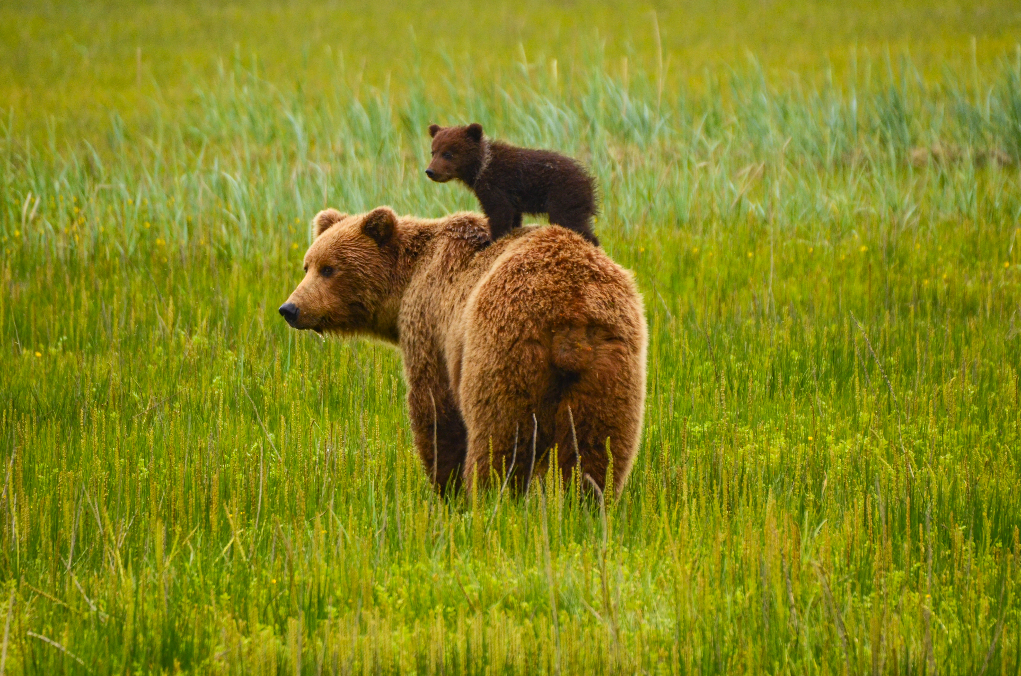 Eine Braunbären-Familie genießt das frische Grün im Frühling in Alaska