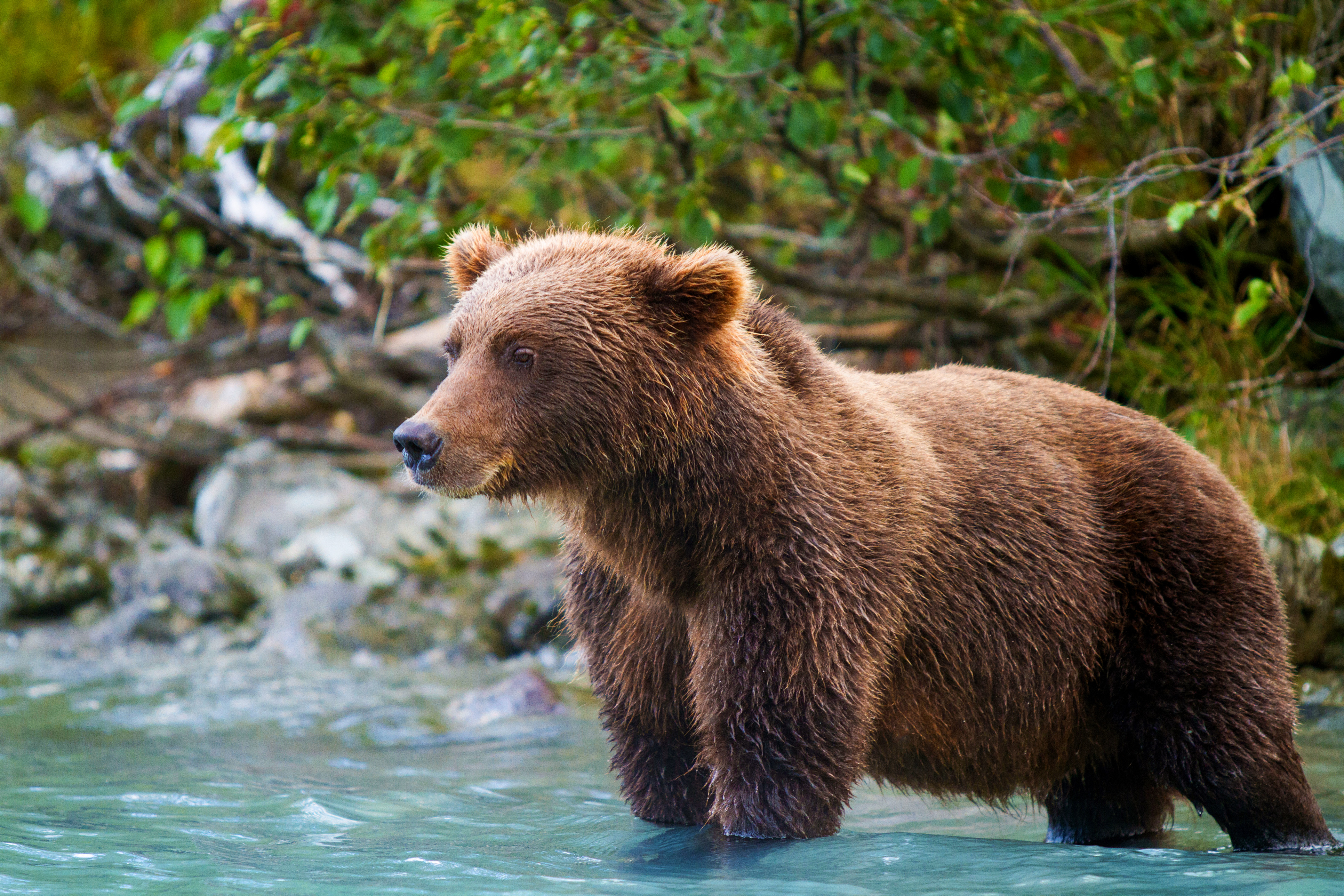 Ein junger Braunbär beim Fischen in Alaska