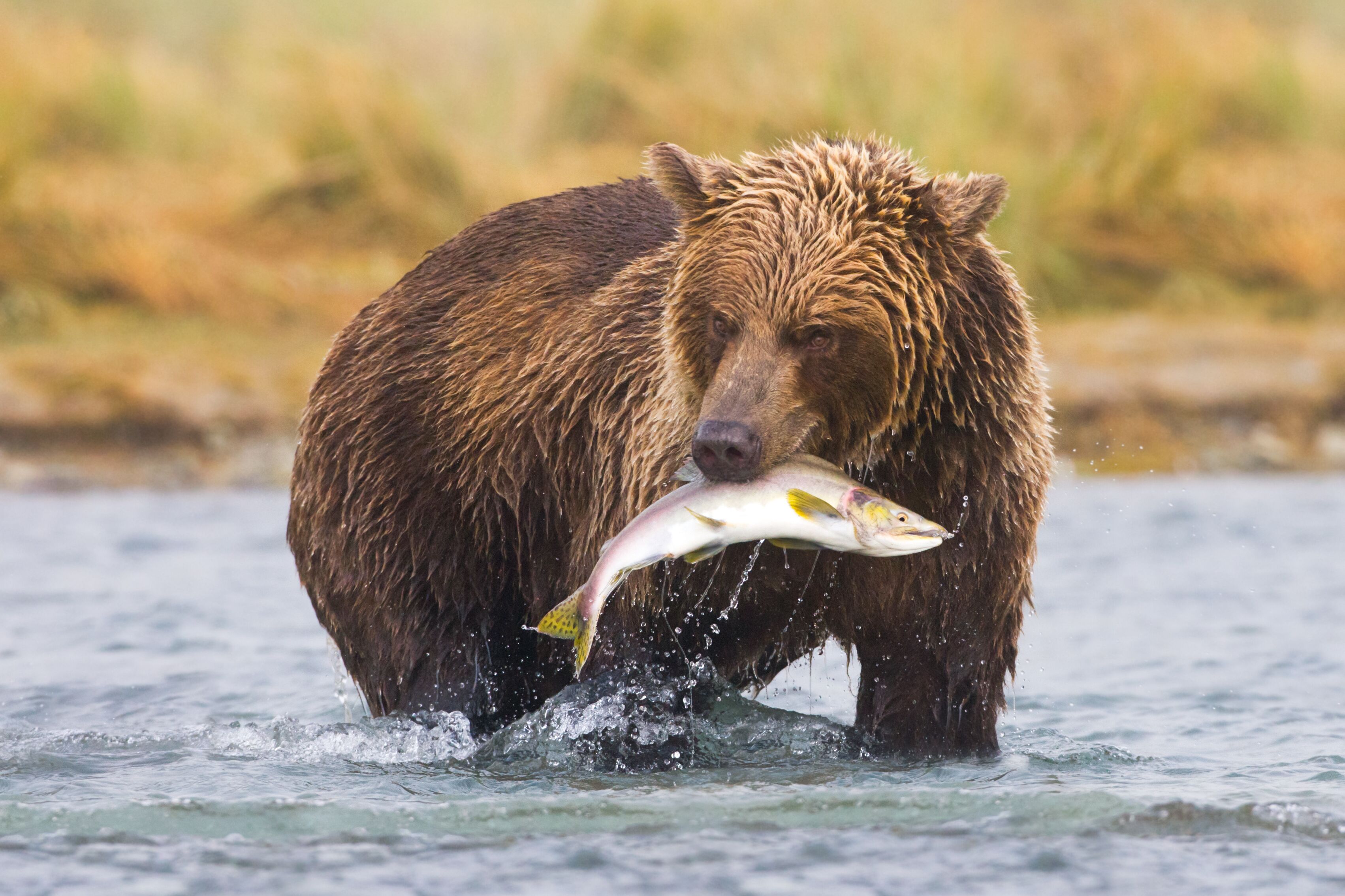 Ein Grizzly beim Lachse fischen in der Natur von Alaska