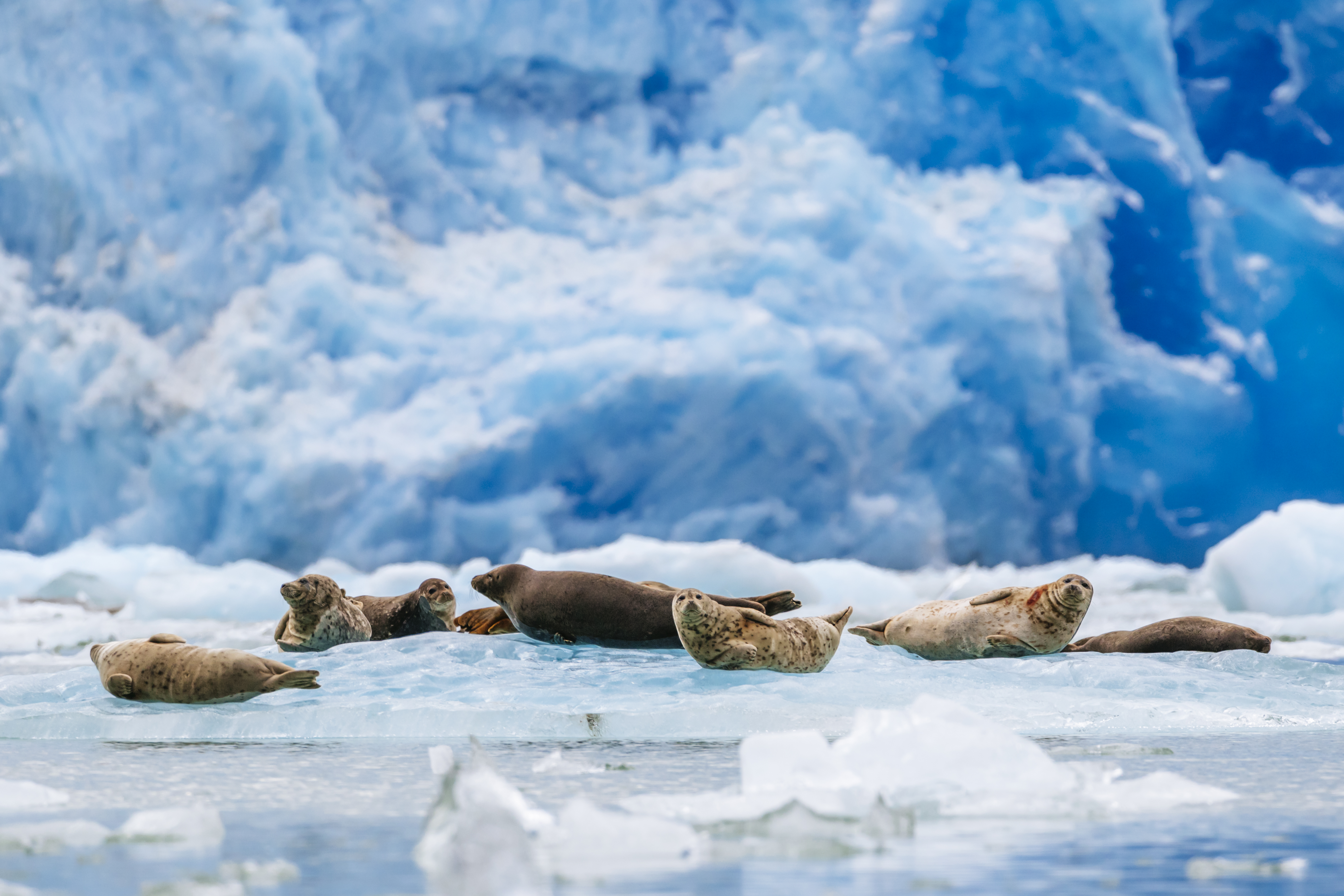Seehunde am South Sawyer Glacier am Tracy Arm in Alaska